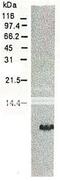 Ribulose bisphosphate carboxylase small chain PW9, chloroplastic antibody, 65-058, BioAcademia Inc, Western Blot image 