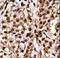 Autophagy Related 4A Cysteine Peptidase antibody, LS-C156585, Lifespan Biosciences, Immunohistochemistry frozen image 