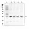 Gap Junction Protein Alpha 1 antibody, LS-C343860, Lifespan Biosciences, Western Blot image 