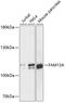 Family With Sequence Similarity 13 Member A antibody, 15-612, ProSci, Western Blot image 