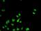 Prohibitin antibody, H00005245-M01, Novus Biologicals, Immunofluorescence image 