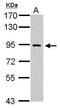 DNA Polymerase Iota antibody, GTX112137, GeneTex, Western Blot image 