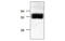 Hepatocyte Nuclear Factor 4 Alpha antibody, MBS835268, MyBioSource, Western Blot image 