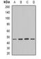 Flotillin 1 antibody, abx141820, Abbexa, Western Blot image 