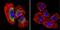 Calpain 1 antibody, NB120-3588, Novus Biologicals, Immunofluorescence image 