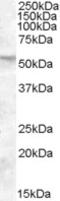 FKBP Prolyl Isomerase 4 antibody, LS-B4381, Lifespan Biosciences, Western Blot image 