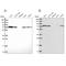 Sorting Nexin 1 antibody, NBP2-13359, Novus Biologicals, Western Blot image 