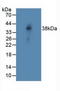 Notch Receptor 4 antibody, LS-C315015, Lifespan Biosciences, Western Blot image 