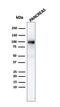 Glycoprotein 2 antibody, GTX02646, GeneTex, Western Blot image 