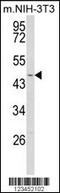 WD Repeat, Sterile Alpha Motif And U-Box Domain Containing 1 antibody, 63-655, ProSci, Western Blot image 