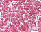 Acyl-CoA Thioesterase 9 antibody, 51-578, ProSci, Immunohistochemistry paraffin image 