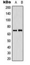 CDK5 and ABL1 enzyme substrate 1 antibody, orb224139, Biorbyt, Western Blot image 