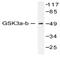 Glycogen Synthase Kinase 3 Alpha antibody, AP20202PU-N, Origene, Western Blot image 