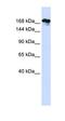 Remodeling And Spacing Factor 1 antibody, orb330566, Biorbyt, Western Blot image 