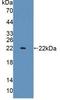 Interleukin 1 Alpha antibody, LS-C294780, Lifespan Biosciences, Western Blot image 