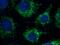 Fatty Acid Desaturase 1 antibody, 10627-1-AP, Proteintech Group, Immunofluorescence image 