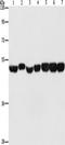 Enolase 1 antibody, TA349722, Origene, Western Blot image 