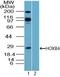 Homeobox B4 antibody, PA5-23366, Invitrogen Antibodies, Western Blot image 