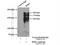 Regulating Synaptic Membrane Exocytosis 1 antibody, 24576-1-AP, Proteintech Group, Immunoprecipitation image 