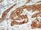 Fibroblast Growth Factor Receptor 1 antibody, NB100-2080, Novus Biologicals, Immunohistochemistry frozen image 