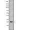 Neurotensin antibody, abx217259, Abbexa, Western Blot image 