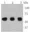 Cyclin B1 antibody, NBP2-67464, Novus Biologicals, Western Blot image 