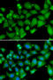 RB Binding Protein 7, Chromatin Remodeling Factor antibody, 22-594, ProSci, Immunofluorescence image 