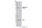 WD Repeat Domain, Phosphoinositide Interacting 2 antibody, 13571S, Cell Signaling Technology, Western Blot image 