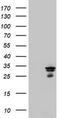 Mitochondrial Translational Initiation Factor 3 antibody, TA800436AM, Origene, Western Blot image 