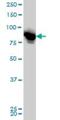 Leucine Zipper And EF-Hand Containing Transmembrane Protein 1 antibody, H00003954-M03, Novus Biologicals, Western Blot image 