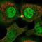 Pleckstrin Homology And RhoGEF Domain Containing G3 antibody, NBP2-55791, Novus Biologicals, Immunocytochemistry image 