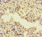Adenylate Cyclase 1 antibody, orb44909, Biorbyt, Immunohistochemistry paraffin image 