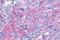 Putative trace amine-associated receptor 3 antibody, NLS2573, Novus Biologicals, Immunohistochemistry paraffin image 