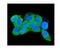 Interleukin 1 Receptor Associated Kinase 2 antibody, A01559, Boster Biological Technology, Immunofluorescence image 