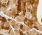 Glycogen Synthase 1 antibody, NBP2-67315, Novus Biologicals, Immunohistochemistry paraffin image 