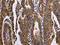 Fas Associated Factor 1 antibody, CSB-PA993404, Cusabio, Immunohistochemistry frozen image 