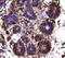 Solute Carrier Family 6 Member 6 antibody, orb378424, Biorbyt, Immunohistochemistry paraffin image 