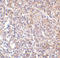 Lymphocyte Antigen 96 antibody, LS-C144483, Lifespan Biosciences, Immunohistochemistry frozen image 