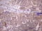 Doublesex And Mab-3 Related Transcription Factor 1 antibody, LS-C798427, Lifespan Biosciences, Immunohistochemistry paraffin image 