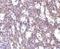 Interleukin 32 antibody, NBP1-76684, Novus Biologicals, Immunohistochemistry frozen image 