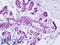 Zinc Finger MYND-Type Containing 8 antibody, LS-B9151, Lifespan Biosciences, Immunohistochemistry paraffin image 