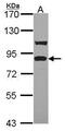 Toll Like Receptor Adaptor Molecule 1 antibody, PA5-28105, Invitrogen Antibodies, Western Blot image 