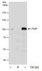 TLE Family Member 1, Transcriptional Corepressor antibody, PA5-78200, Invitrogen Antibodies, Immunoprecipitation image 