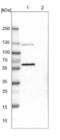 Odr-4 GPCR Localization Factor Homolog antibody, NBP1-82177, Novus Biologicals, Western Blot image 