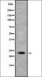 Transcription Elongation Factor A Like 5 antibody, orb338764, Biorbyt, Western Blot image 