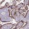 Pentatricopeptide Repeat Domain 2 antibody, NBP1-92303, Novus Biologicals, Immunohistochemistry paraffin image 