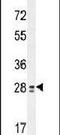 Testis Expressed 13B antibody, PA5-24379, Invitrogen Antibodies, Western Blot image 