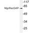 Rac GTPase Activating Protein 1 antibody, LS-C176541, Lifespan Biosciences, Western Blot image 