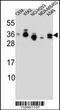 SSX Family Member 4B antibody, 56-923, ProSci, Western Blot image 