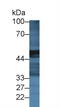 Carboxypeptidase A2 antibody, MBS2026598, MyBioSource, Western Blot image 